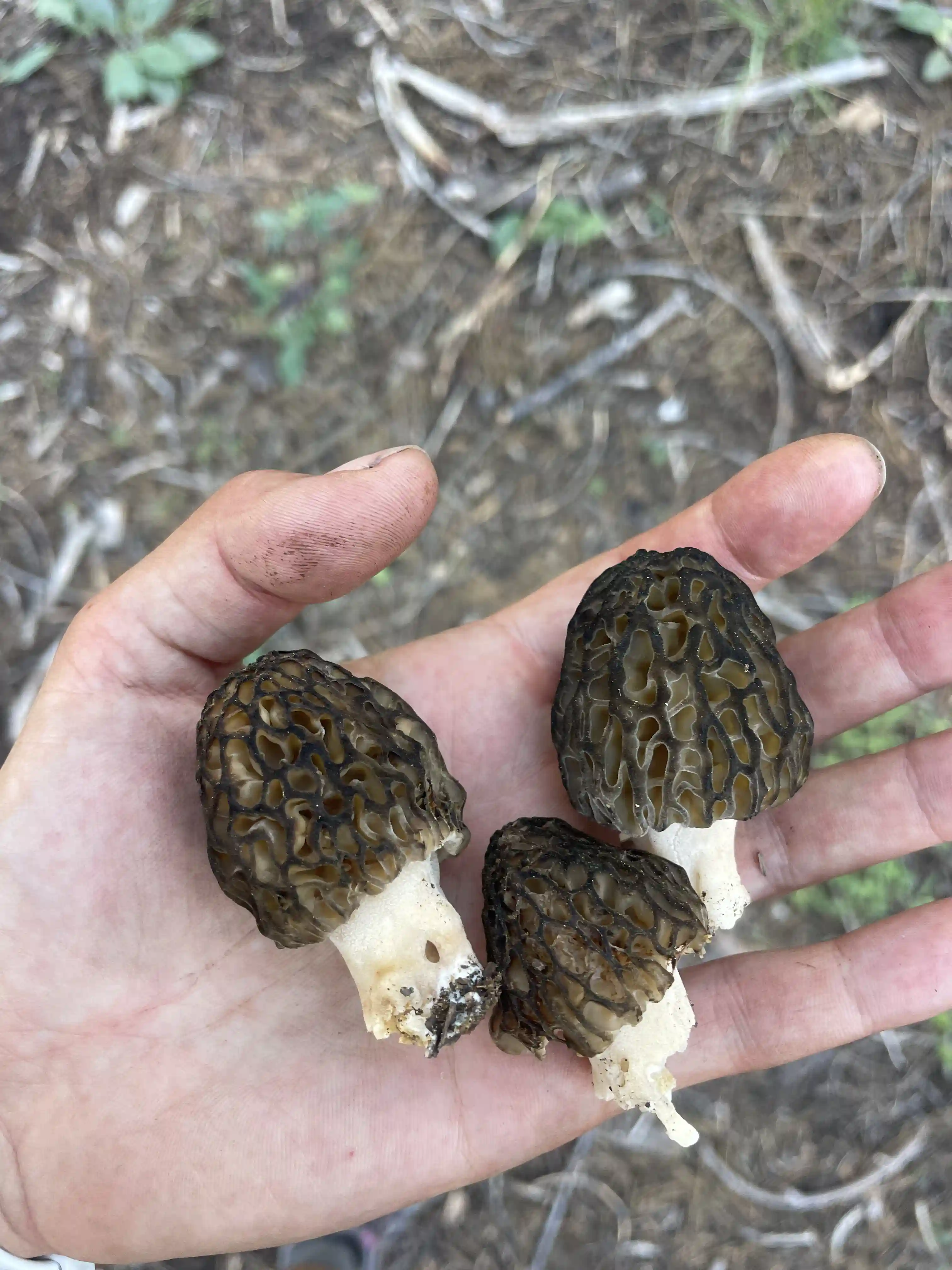 Morel mushrooms found while foraging